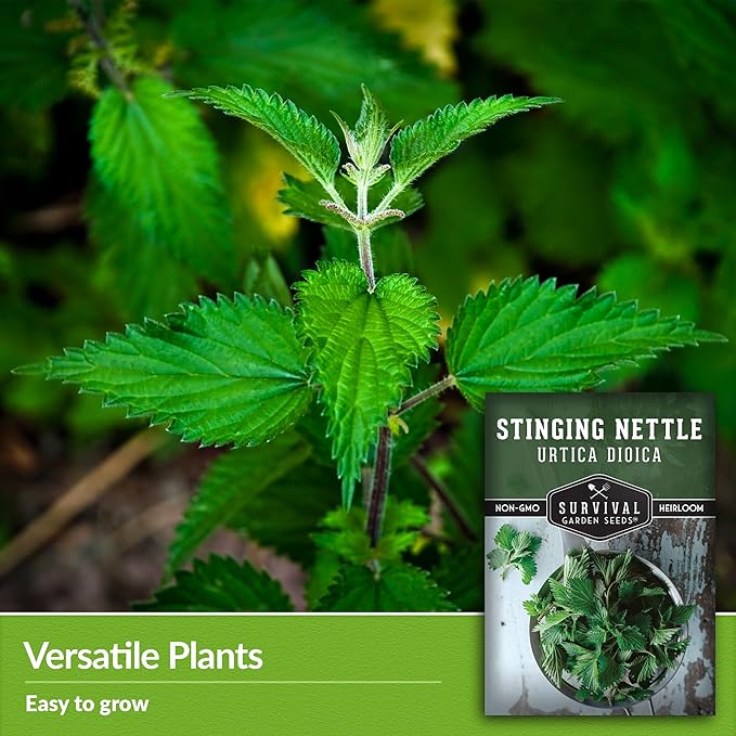 Stinging Nettle Seed for Planting - 5 Packets with Instructions to Plant and Grow Medicinal Herb Common Stinging Nettle in Your Home Herb Garden - Non-GMO Heirloom Variety - Survival Garden Seeds