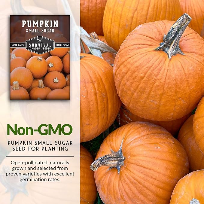 Survival Garden Seeds - Small Sugar Pumpkin Seed for Planting - 3 Packs with Instructions to Plant and Grow Pie Pumpkins in Your Home Vegetable Garden - Non-GMO Heirloom Variety