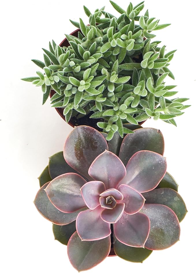 Shop Succulents Assorted Succulent Plant Pack Collection, Live 4" Succulent Plants, Low Maintenance, Mixture of Colors & Textures - Wedding and Party Favors, Gift & Garden, Pack of 2