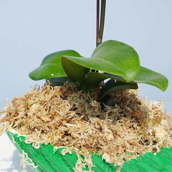 5.5oz Sphagnum Moss for Plants, Premium Compressed Sphagnum Moss for Orchids