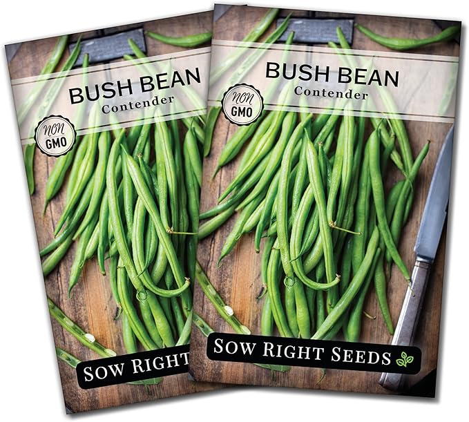 Sow Right Seeds - Contender Bush Green Bean Seeds for Planting - Non-GMO Heirloom Seed Packet - Stringless Variety to Plant an Outdoor Home Vegetable Garden - Abundant Harvest, Great for Kids (2)