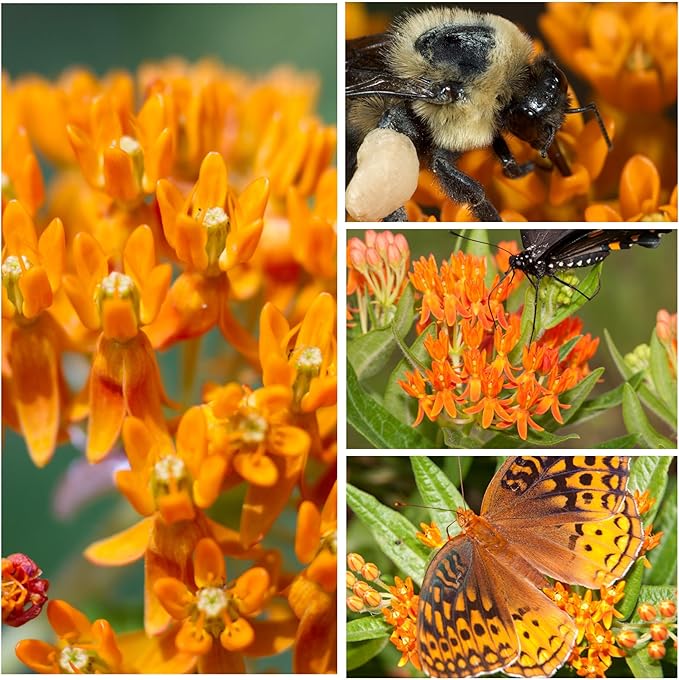 Seed Needs Orange Butterfly Milkweed Seeds for Planting - Heirloom & Untreated - Grow a Butterfly Garden to Attract Monarch Butterflies & Pollinators (1 Pack)