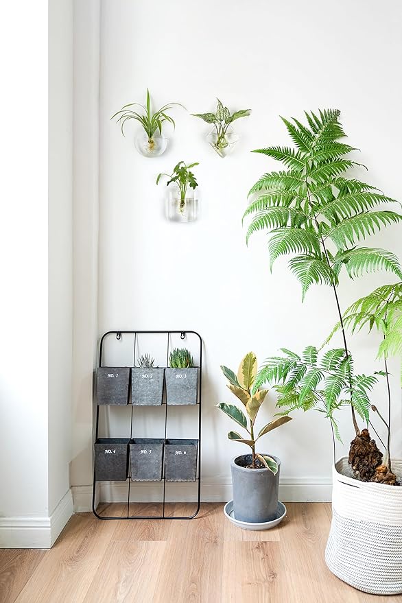 Mkono Wall Planter Propagation Stations Hanging Glass Terrariums Vase Container for Propagating Hydroponic Plants Flowers Home Office Living Room Bathroom Garden Decor, 3 Pack