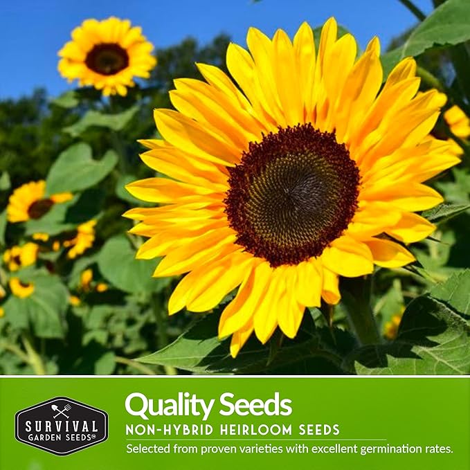 Survival Garden Seeds Sunflower Collection - Autumn Beauty, Black Russian, Chocolate Cherry, Sungold, Lemon Queen, & Mexican Sunflower Varieties - Non-GMO Heirloom Seeds for Planting & Growing