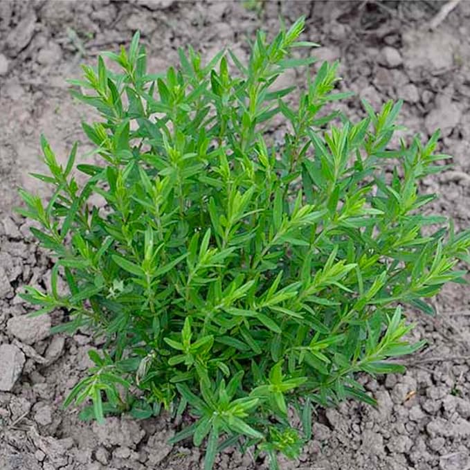 Seed Needs, Blue Hyssop Seeds - 500 Heirloom Seeds for Planting Hyssopus officinalis - Medicinal Herb for an Indoor/Outdoor Garden, Non-GMO & Untreated (1 Pack)