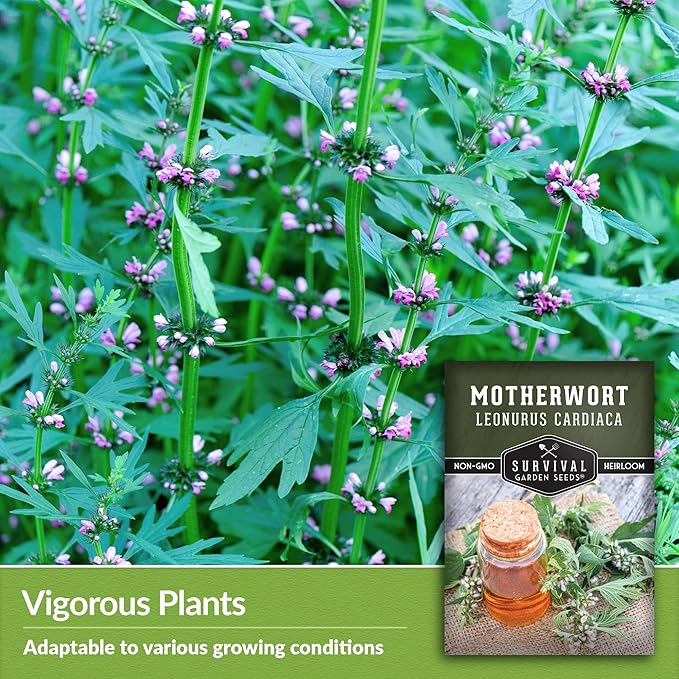 Motherwort Seed for Planting - 3 Packets with Instructions to Plant and Grow Lion's Tail Medicinal Herbs in Your Home Herb Garden - Non-GMO Heirloom Variety - Survival Garden Seeds