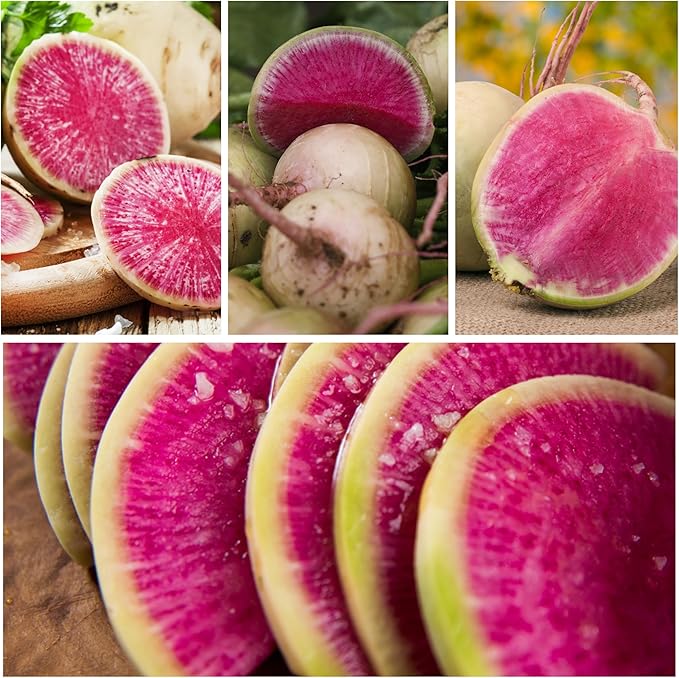 Seed Needs Watermelon Radish Seeds for Planting - Non-GMO, Heirloom & Untreated - Organically Grow a Home Grown Vegetable Garden - Cool Weather Crops (1 Pack)