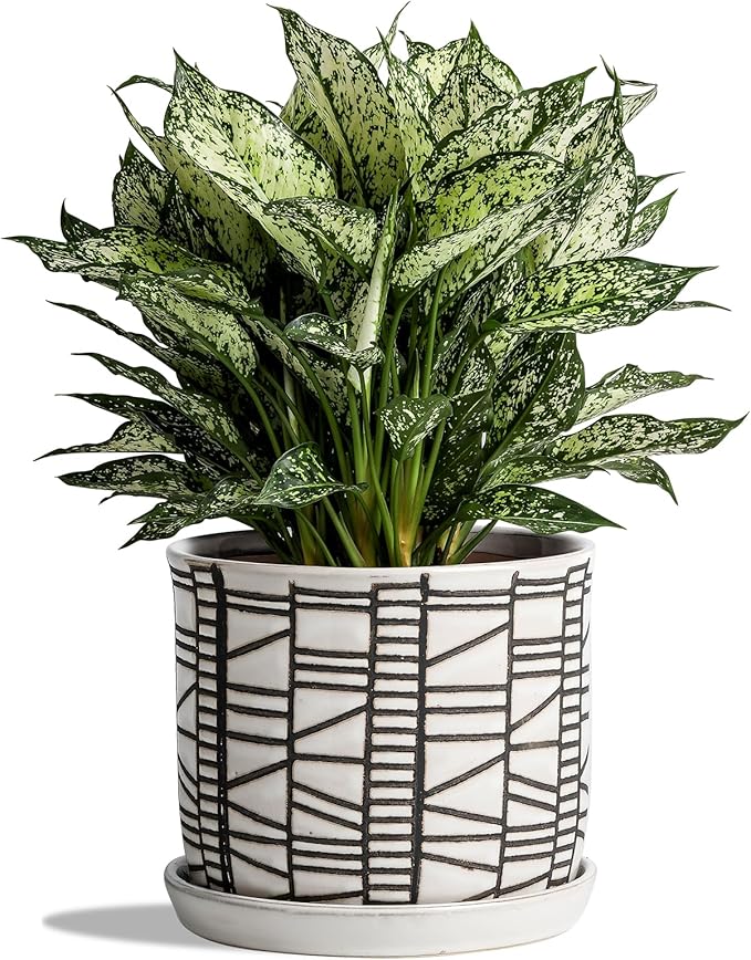 8 Inch Plant Pot: Ceramic Planter with Drainage Hole & Saucer for Indoor Outdoor Plants - Flowerpot with Bonded Tray for Home Office - Striped Debossed