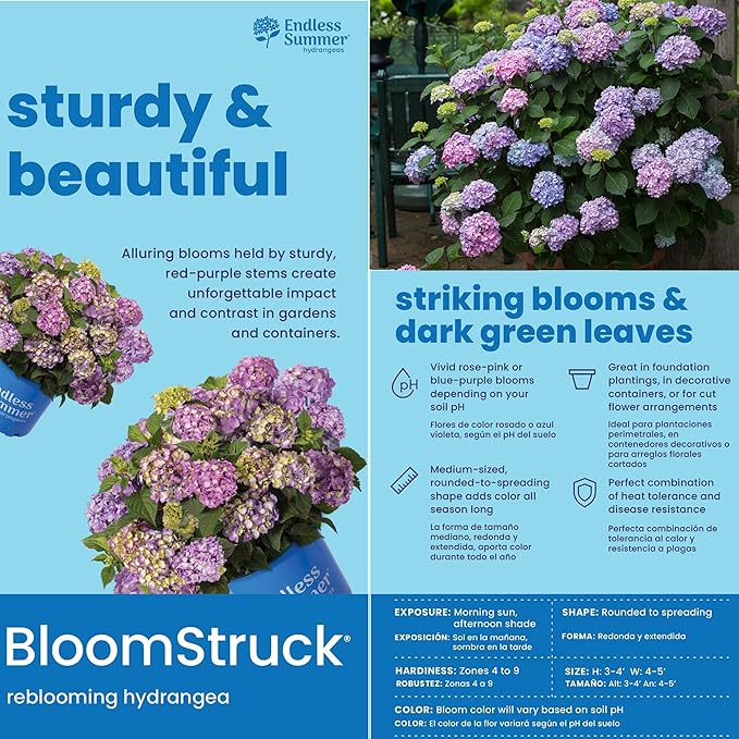 1 Gal. Endless Summer Bloomstruck Hydrangea