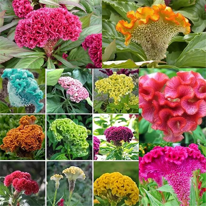 Garden Plant Seed Flower Seed Cockscomb Mixed Colors Dwarf Celosia Cristata Nana Jessica - 300 Celosia Seeds