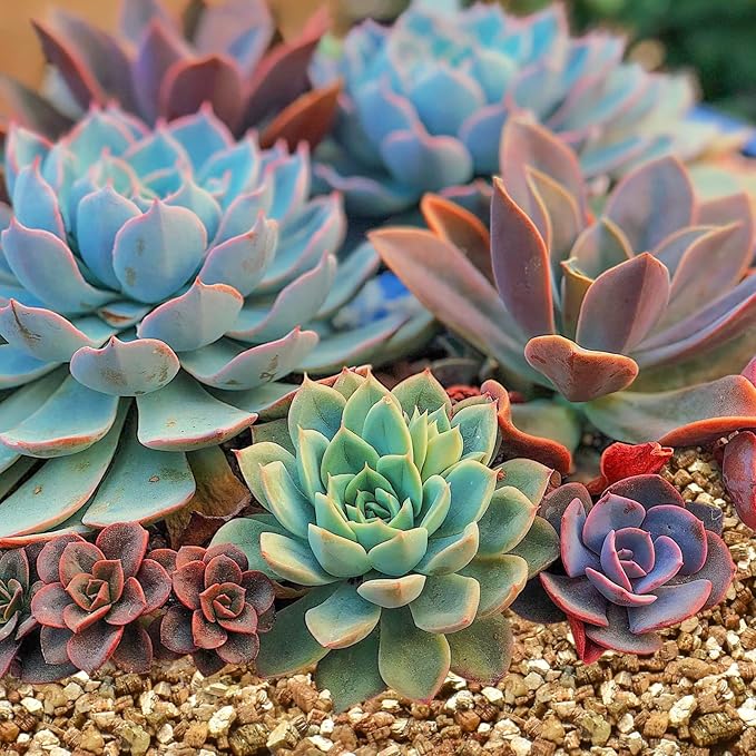 Halatool 8 QT Horticulture Vermiculite Professional Soil Addictive Coarse Grade Vermiculite for Plants Gardening Mushrooms Seed Starting Cat Grass