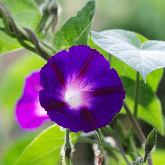 Seed Needs Black Kniolas Morning Glory Seeds for Planting - Heirloom & Open Pollinated Annual Vines - Cover a Fence or Trellis in Deep Purple Almost Black Flowers (1 Pack)