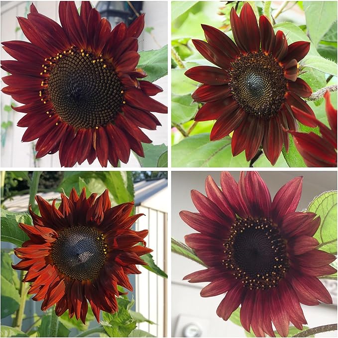 Seed Needs, Red Sun Sunflower Seeds - 120 Heirloom Seeds for Planting Helianthus annuus - Great Cut Flowers, Attracts Butterflies/Pollinators (5 Packs)
