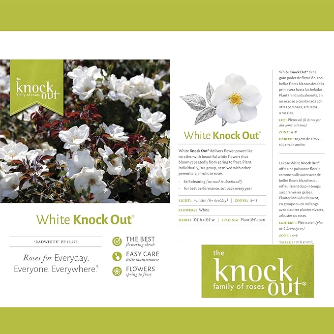 1 Gallon The White Knock Out® Rose Plant with Pure White Blooms