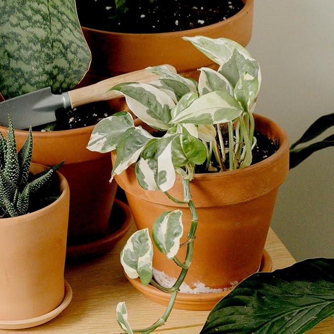 Live Pothos Plants (4PK) Indoor Plants Live Houseplants, Pothos Live Plant House Plants, Money Plant Indoor Pothos Plant Decor, Devils Ivy Trailing Plants Live by Plants for Pets,Black