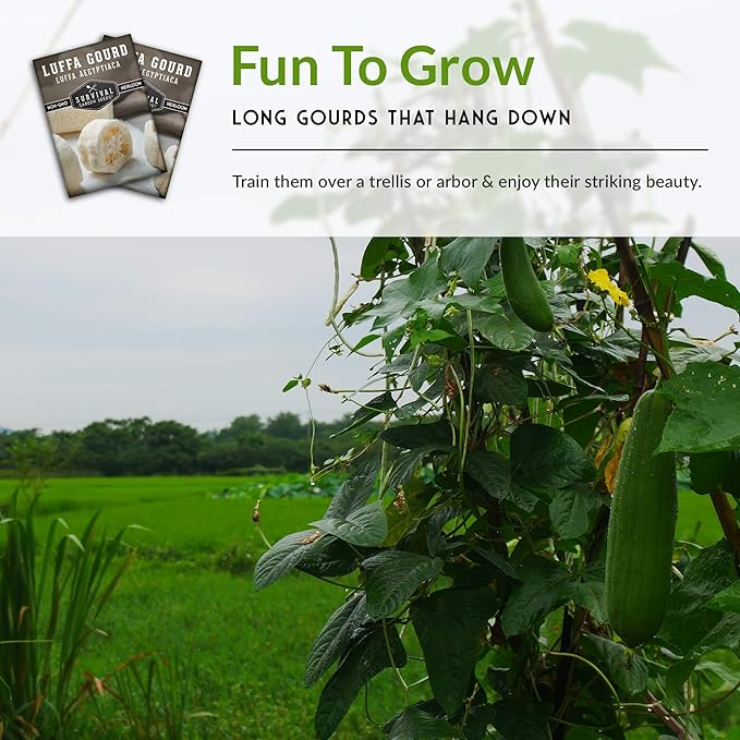 Survival Garden Seeds - Luffa or Loofah Seed for Planting - 5 Packets with Instructions to Plant and Grow Ornamental Gourds in Your Home Vegetable Garden - Non-GMO Heirloom Variety