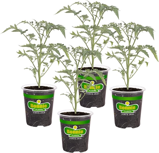 Bonnie Plants Sun Sugar Yellow Cherry Tomato - 4 Pack Live Plants, Disease Resistant, 7 - 9 Ft. Tall Plants, Great For Salads & Snacking