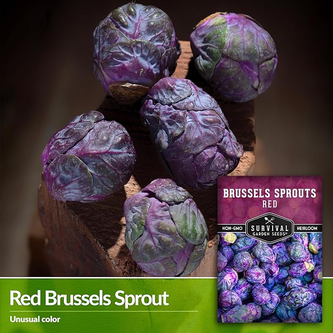 Red Brussels Sprouts Seed for Planting - 1 Packet with Instructions to Plant & Grow Unique Brassica Plants in Your Home Vegetable Garden- Non-GMO Heirloom Variety Seed - Survival Garden Seeds