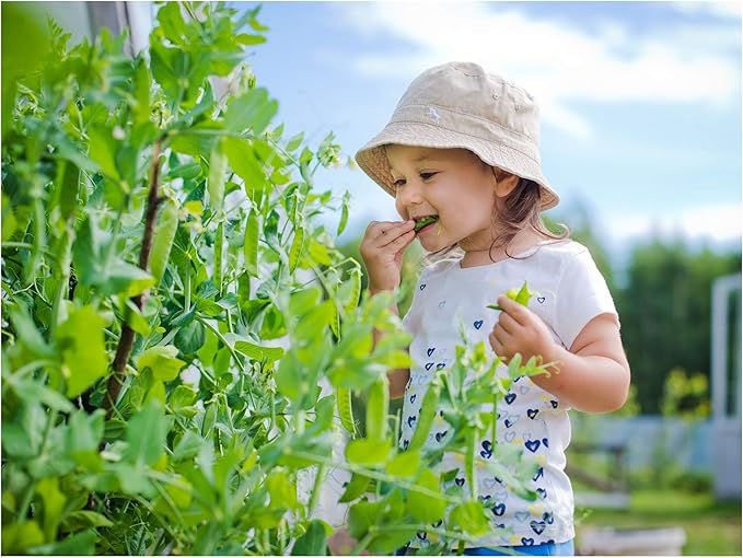 Peas Little Marvel Sweet Dwarf Bush Pea 50 Seeds (Pisum sativum) No GMO – Open Pollinated - Heirloom