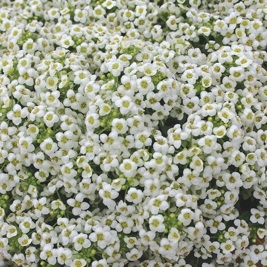 Burpee Carpet of Snow Alyssum Seed Tape 250 per tape