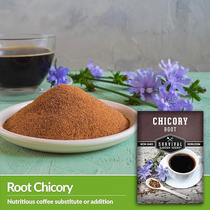 Root Chicory Seed for Planting - 3 Packets with Instructions to Plant and Grow Coffee Chicory in Your Home Vegetable Garden - Non-GMO Heirloom Variety - Survival Garden Seeds