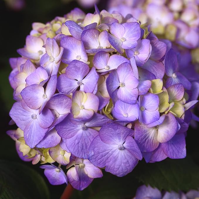 Endless Summer Bloomstruck Hydrangea, 2 gal. Pink and Purple Blooms