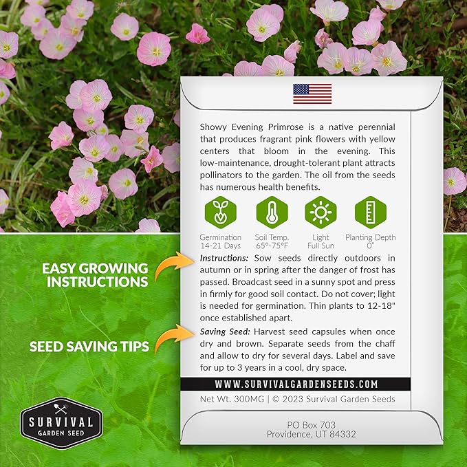 Showy Evening Primrose Seed for Planting - 2 Packets with Instructions to Plant and Grow Pinkladies in Your Home Flower Garden - Non-GMO Heirloom Variety - Survival Garden Seeds - Mexican Primrose