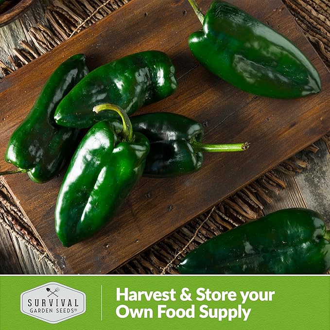 Poblano Pepper Seed for Planting - 2 Packets with Instructions to Plant and Grow Ancho Chiles in Your Home Vegetable Garden - Non-GMO Heirloom Variety - Survival Garden Seeds