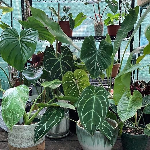 Liquid Seaweed Fertilizer for Aroid Plants - 32 oz - Maximize Aroids' Leaf Size and Health