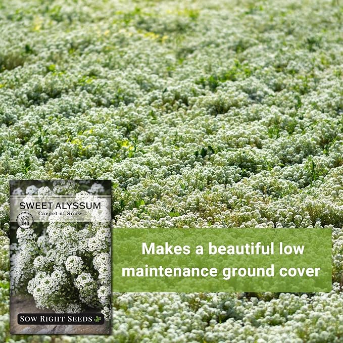 Sow Right Seeds - Sweet Alyssum White Carpet of Snow Flower Seeds for Planting - Non-GMO Heirloom Packet with Instructions to Plant in Your Garden - White Perennial - Groundcover with Blooms (2)