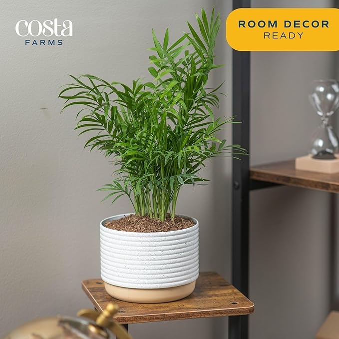 Costa Farms Parlor Palm, Neanthebella Tropical Live Plant, Easy to Grow Palm Houseplant Potted in Décor Plant Pot, Unique Plant Lover Gift, Living Room Home and Office Décor, 1 Foot Tall