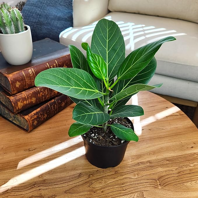 Audrey Ficus Tree Live Plant (Approx. 16" Tall) in 6 Inch Pot, Air Purifying Plant, Easy Plant Decor, Ficus Audrey Plant Live Indoor Plant, House Plant, Desk Plant & Office Plant by Plants for Pets