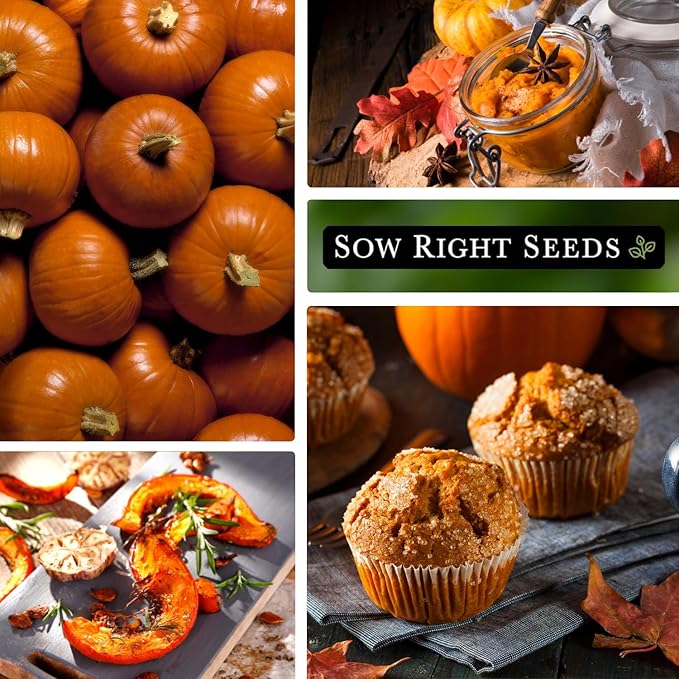 Sow Right Seeds - Small Sugar Pumpkin Seed for Planting - Non-GMO Heirloom Packet with Instructions to Plant a Home Vegetable Garden - Mini Orange Sugar Variety on Long Vines - Fast Growing (1)