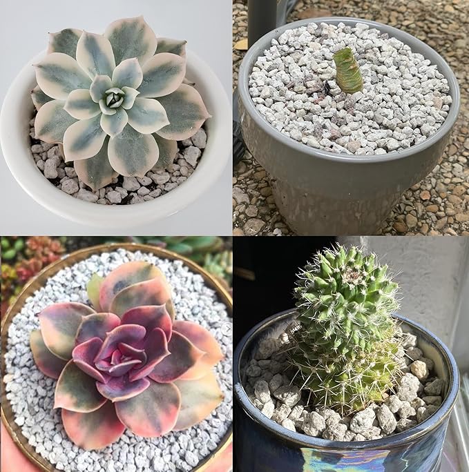 Garden Pumice Rock Horticultural Cactus Bonsai Succulent Soil Additive for Plants, Landscaping, Vase Fillers (1/2 inch, 5 QT)