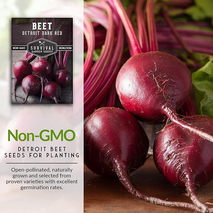 Survival Garden Seeds - Detroit Dark Red Beet Seed for Planting - 2 Packs with Instructions to Plant & Grow Delicious Root Vegetables in Your Home Vegetable Garden - Non-GMO Heirloom Variety Seed
