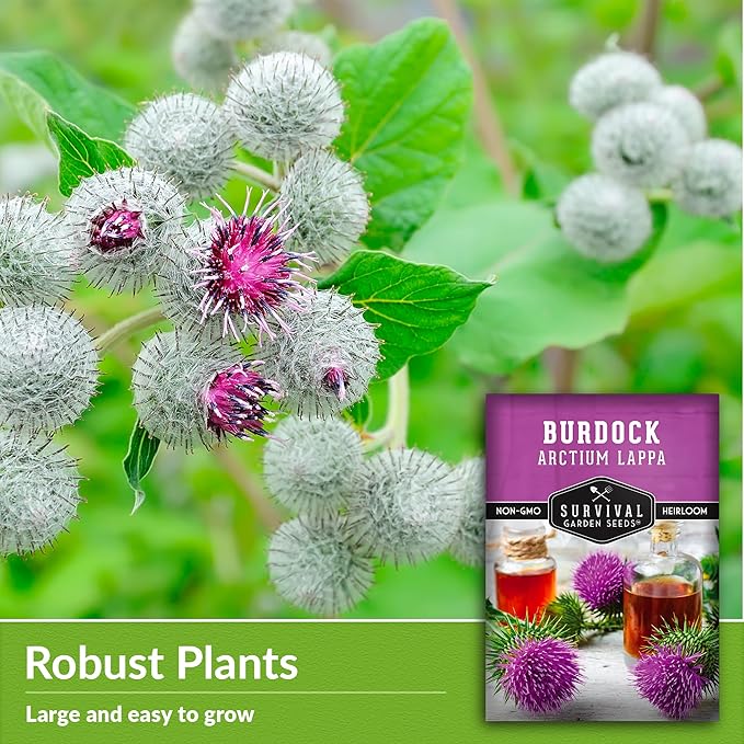 Burdock Seed for Planting - 2 Packets with Instructions to Plant and Grow Burdock Root (GOBO) in Your Home Vegetable Garden - Non-GMO Heirloom Variety- Survival Garden Seeds