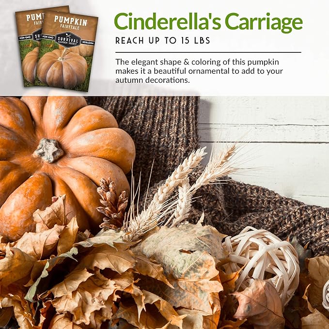 Survival Garden Seeds - Fairy Tale Pumpkin Seed for Planting - 2 Packs with Instructions to Plant and Grow Pumpkins in Your Home Vegetable Garden - Non-GMO Heirloom Variety