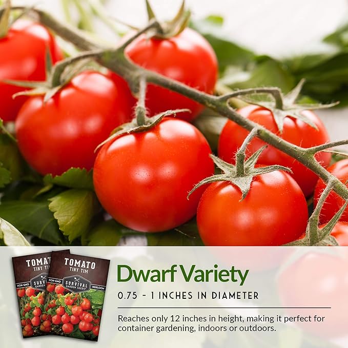 Survival Garden Seeds - Tiny Tim Tomato Seeds for Planting - 5 Packs with Instructions to Grow in Your Home Vegetable Garden - Non-GMO Heirloom Variety