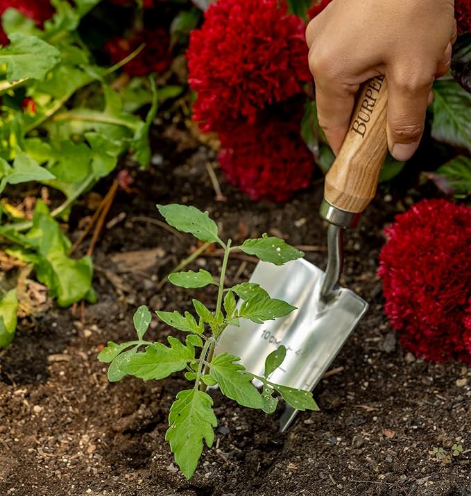 Burpee 13" Stainless Steel Trowel Durable Long Lasting Garden Tool Leather Wrist Strap 5" Handle, 10 Year Warranty, Oak