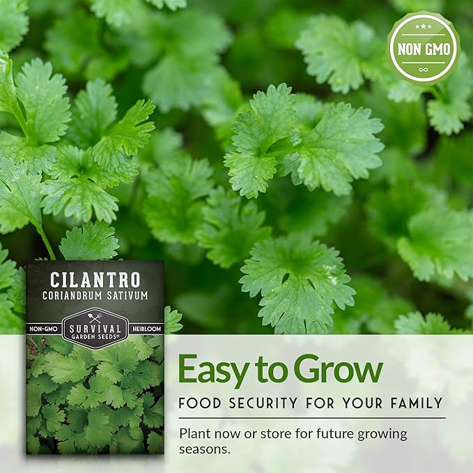 Survival Garden Seeds - Cilantro Seed for Planting - Packet with Instructions to Plant & Grow Coriandrum Sativum Herb in Your Home Vegetable Garden - Seed Vault - Non-GMO Heirloom Variety - 2 Packs
