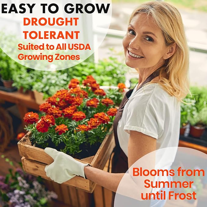 NatureZ Edge Marigold Seeds Mix, Over 5600 Seeds, Marigold Seeds for Planting Outdoors, Dainty Marietta, Petite French, Sparky French, and More