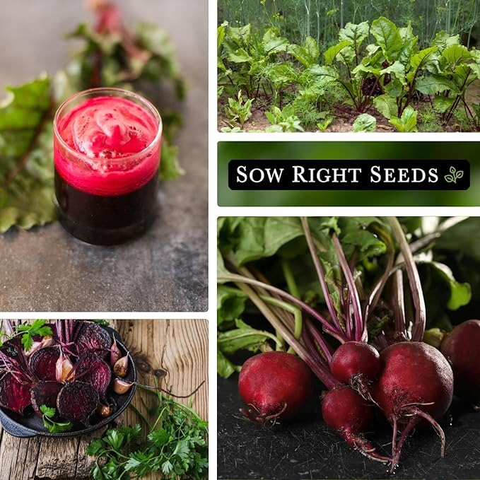 Sow Right Seeds - Detroit Dark Red Beet Seeds for Planting - Non-GMO Heirloom Packet with Instructions to Plant & Grow an Outdoor Home Vegetable Garden - Nutritious, Cold Hardy, and Productive (2)