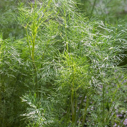 Burpee Dill Seeds