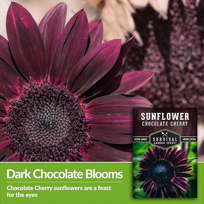 Survival Garden Seeds - Chocolate Cherry Sunflower Seed for Planting - 5 Packets with Instructions to Plant & Grow Burgundy Sunflowers in Your Vegetable & Flower Garden - Non-GMO Heirloom Variety