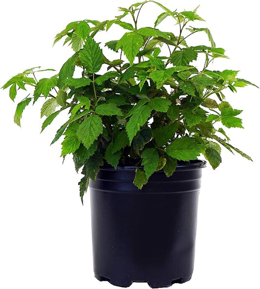 Green Promise Farms Rubus Edible-Shrub, 2-Size Container, Raspberry-Caroline
