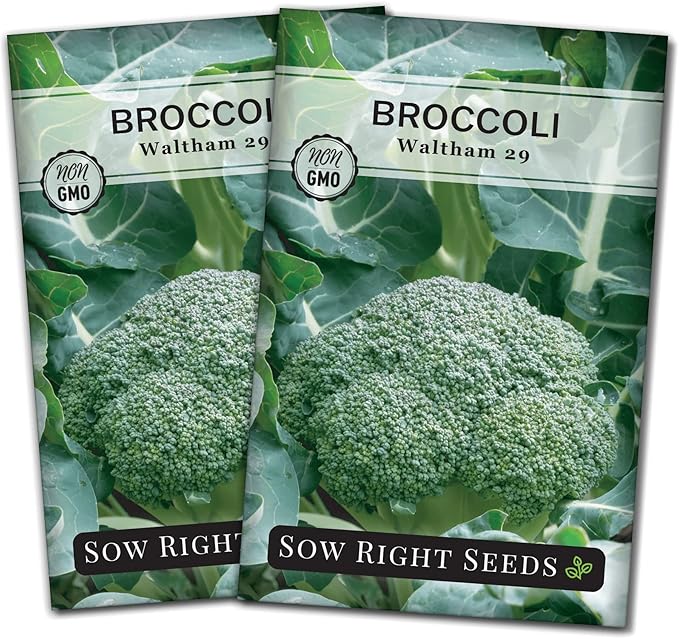 Sow Right Seeds - Waltham 29 Broccoli Seeds for Planting - Non-GMO Heirloom Packet with Instructions to Plant an Outdoor Home Vegetable Garden - Grow Your Own Fresh Green Broccoli - Great Gift (2)
