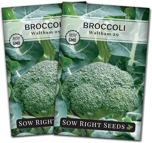 Sow Right Seeds - Waltham 29 Broccoli Seeds for Planting - Non-GMO Heirloom Packet with Instructions to Plant an Outdoor Home Vegetable Garden - Grow Your Own Fresh Green Broccoli - Great Gift (2)