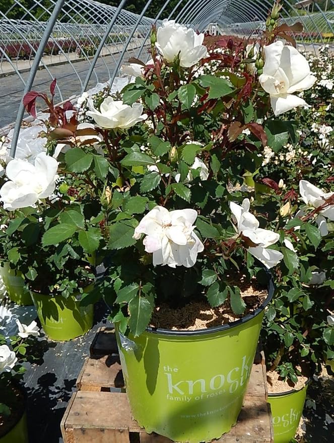 Green Promise Farms Rosa Knock Out` (Reblooming) Rose, 2 Size Container, white flower