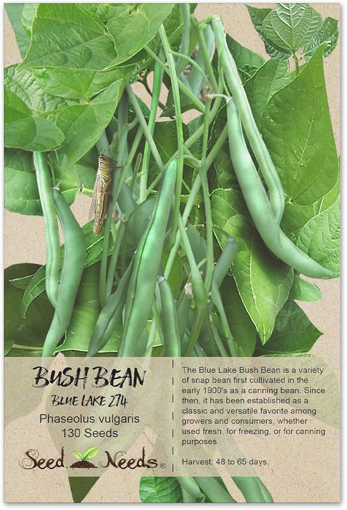 Seed Needs, Heirloom 130+ Blue Lake 274 Bush Bean Seeds (Phaseolus vulgaris) Large Easy to Grow Fresh Vegetable Green Beans, Great Tasting Fresh or Cooked - Bean Seeds for Planting - Bulk