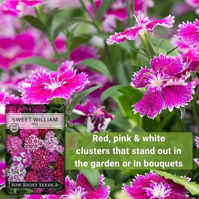 Sow Right Seeds - Sweet William Mix Flower Seeds for Planting - Beautiful and Edible Biennal Variety - Non-GMO Heirloom Packet to Plant Home Flower Garden - Fragrant Blooms to Attract Pollinators